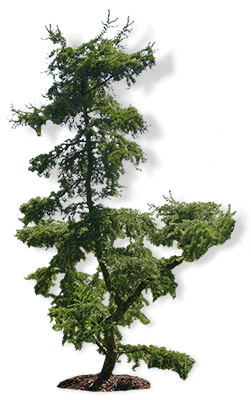 Alpenbonsai Pinus alpenbonsai-pinus